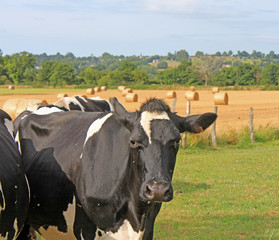 Vaches en baie du Mont Saint Michel