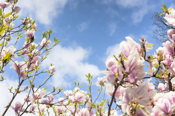 Spring tree flowers 