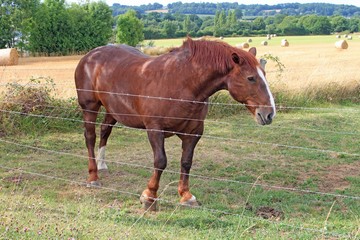 Obraz premium Cheval en baie du Mont Saint Michel