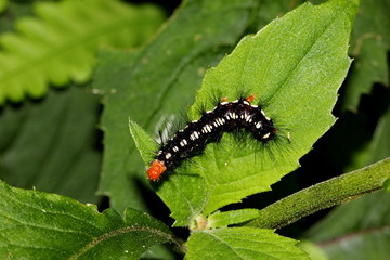 caterpillar