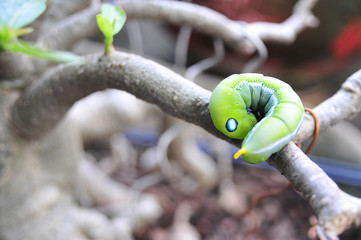 one green worm on the tree