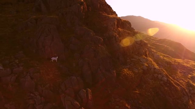 Herdwick sheep in the mountains of the Lake District at dawn.