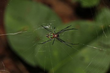 golden orb-weavers