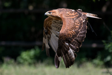 Aquila reale  in volo radente