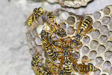 Wasps polist. Vespiary