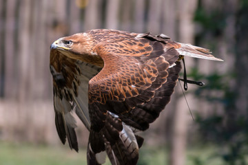 Aquila reale ammaestrata in volo 