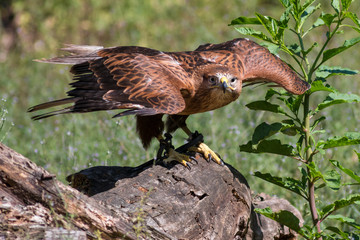 Aquila reale  in volo radente