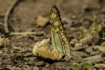 south america butterfly