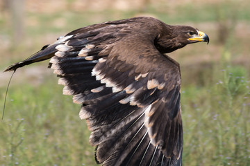 Aquila reale ammaestrata in volo 