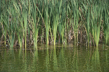 Reeds reflected on water