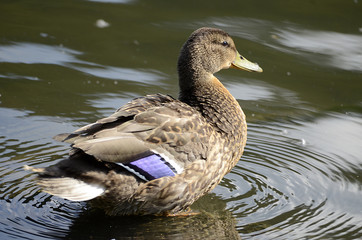 Ente am Wasser