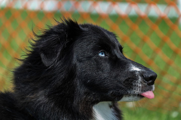 Dog sticking out tongue profile 