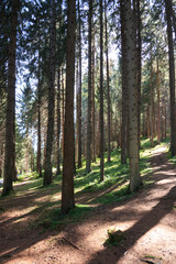 bosco di conifere