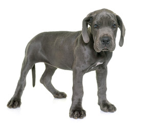 puppy great dane
