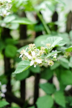 A flower of a raspberry. Flowering raspberries in the garden. Young sprout of raspberries in spring