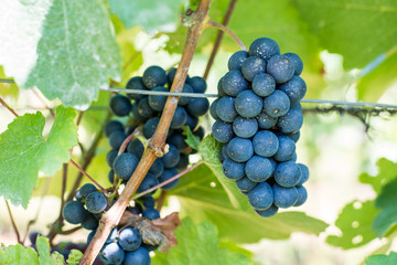 close up of blue grapes of grape vine