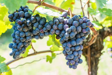 close up of blue grapes of grape vine