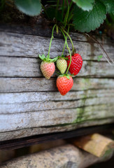 Industrial growth of strawberries,hydroponics strawberry