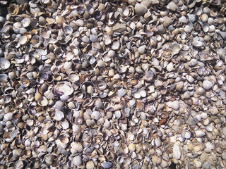Seashells. Texture. Background.