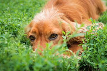 Brown dog in the grass