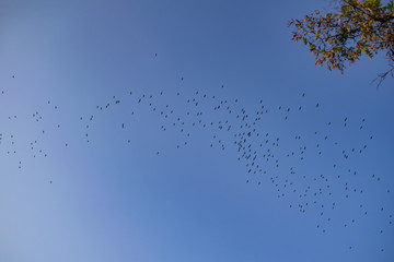Flying storks - via pontica