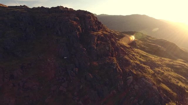 Mountain sheep in the Lake District, UK.