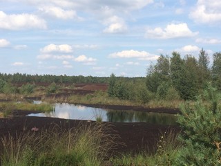 Naturlandschaft im Toten Moor im Naturpark Steinhuder Meer