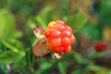 Rubus chamaemorus. Colorful berry cloudberries in the swamp