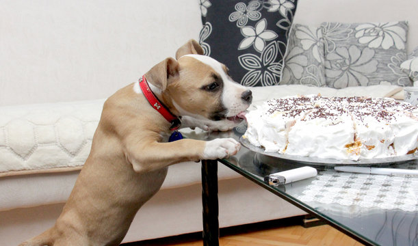 american staffordshire terrier puppy eating birthday cake of his owner