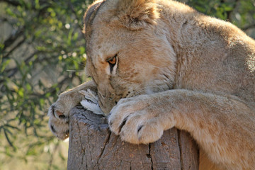 Lion devouring a chicken