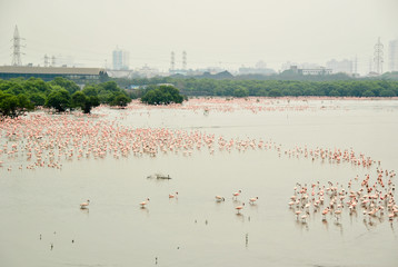 Flock of lesser flamingos at Sewri, Mumbai