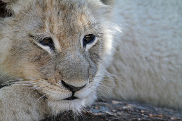 Fototapeta premium Sleepy lion cub in national park in South Africa
