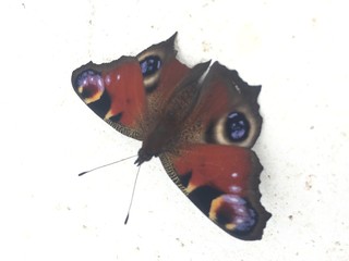 papillon