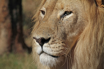 Calm veteran lion in national park in South Africa