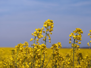 Obraz premium rape field on a nice summer day, rapeseed (brassica napus)