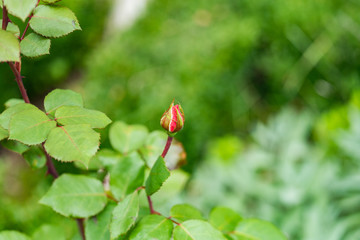 Rose bud