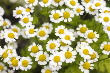 Cercles muraux Marguerites Chamomile. Flowering daisies on a meadow in the summer. Bloom.