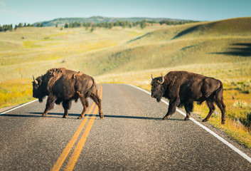 Bison buffalo crossing road