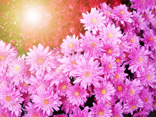 Beautiful pink  Chrysanthemum flower for background
