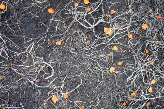 In Air Pollution And Fires In Tundra Crowberry Died