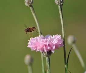 Rosa Kornblume