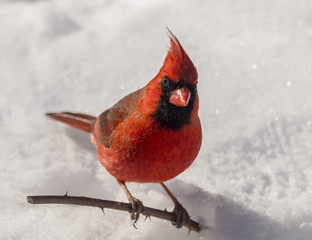 Northern Cardinal Male - 168345910