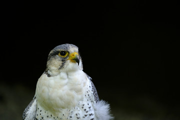 Fototapeta premium Halcon peregrino
