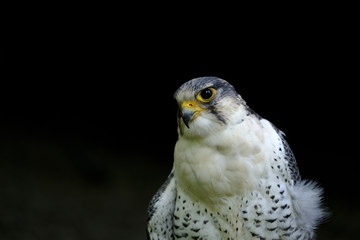 Halcon peregrino
