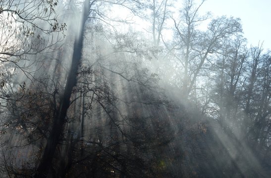 Fototapeta fog