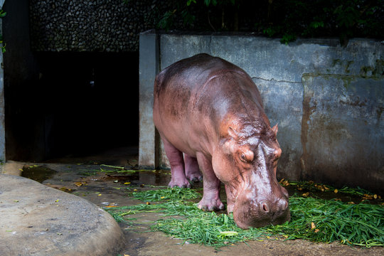 hippopotamus eating grass.