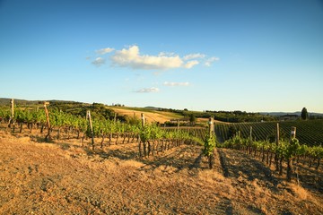 Fototapeta na wymiar Beautiful vineyards in Tuscany with blue sky. Italy.