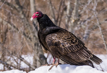 Turkey Vulture - 168348944