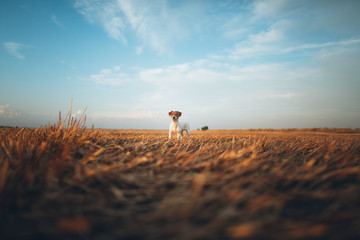 puppy of jack russell in the field