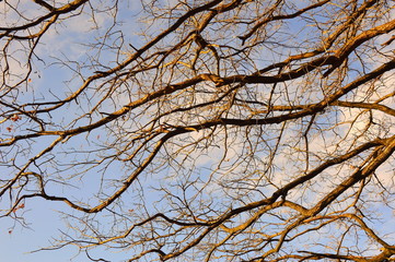 Branches splendidly enlightened by the spring sun